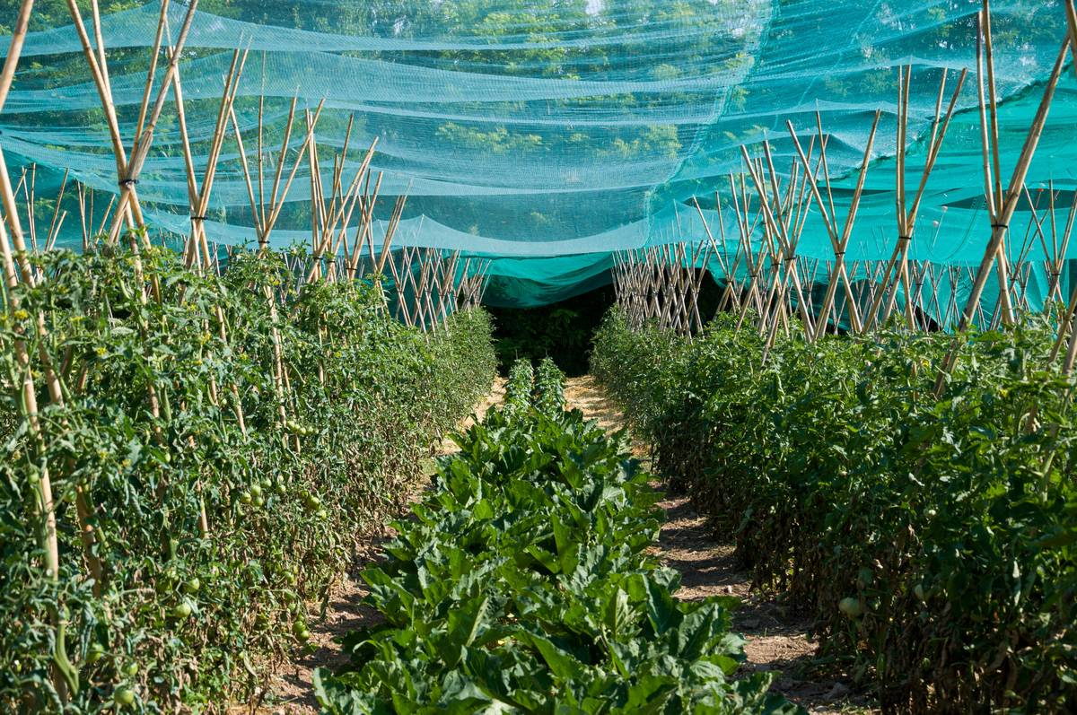 A tilted beach umbrella casting precise shade over potted herbs—umbrella for plant shade in action