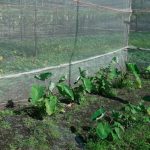 Shade Umbrella for Plants: 7 Proven Tips to Avoid Costly Sun Damage