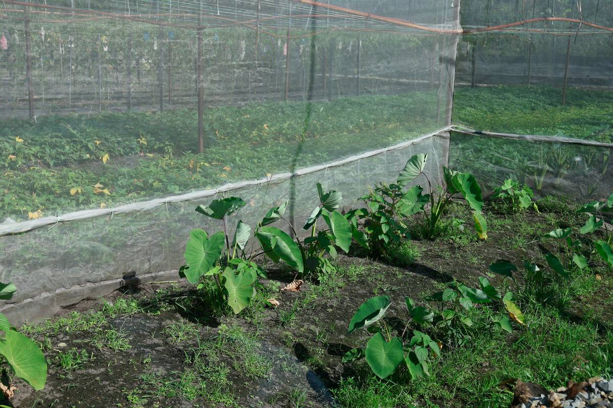 Shade Umbrella for Plants: 7 Proven Tips to Avoid Costly Sun Damage
