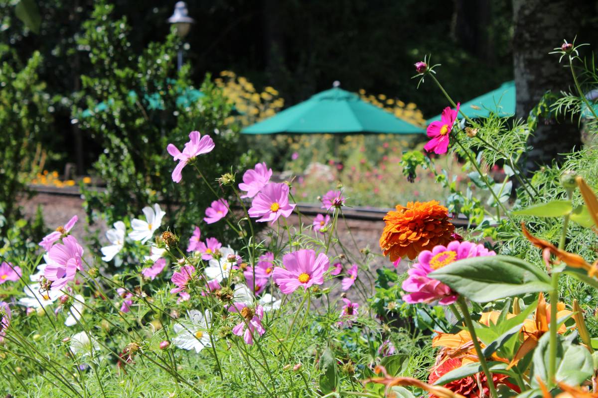 Umbrella for Plant Shade: 7 Proven Tips to Avoid Costly Mistakes
